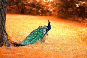 土耳其队连胜在手，半决赛确定